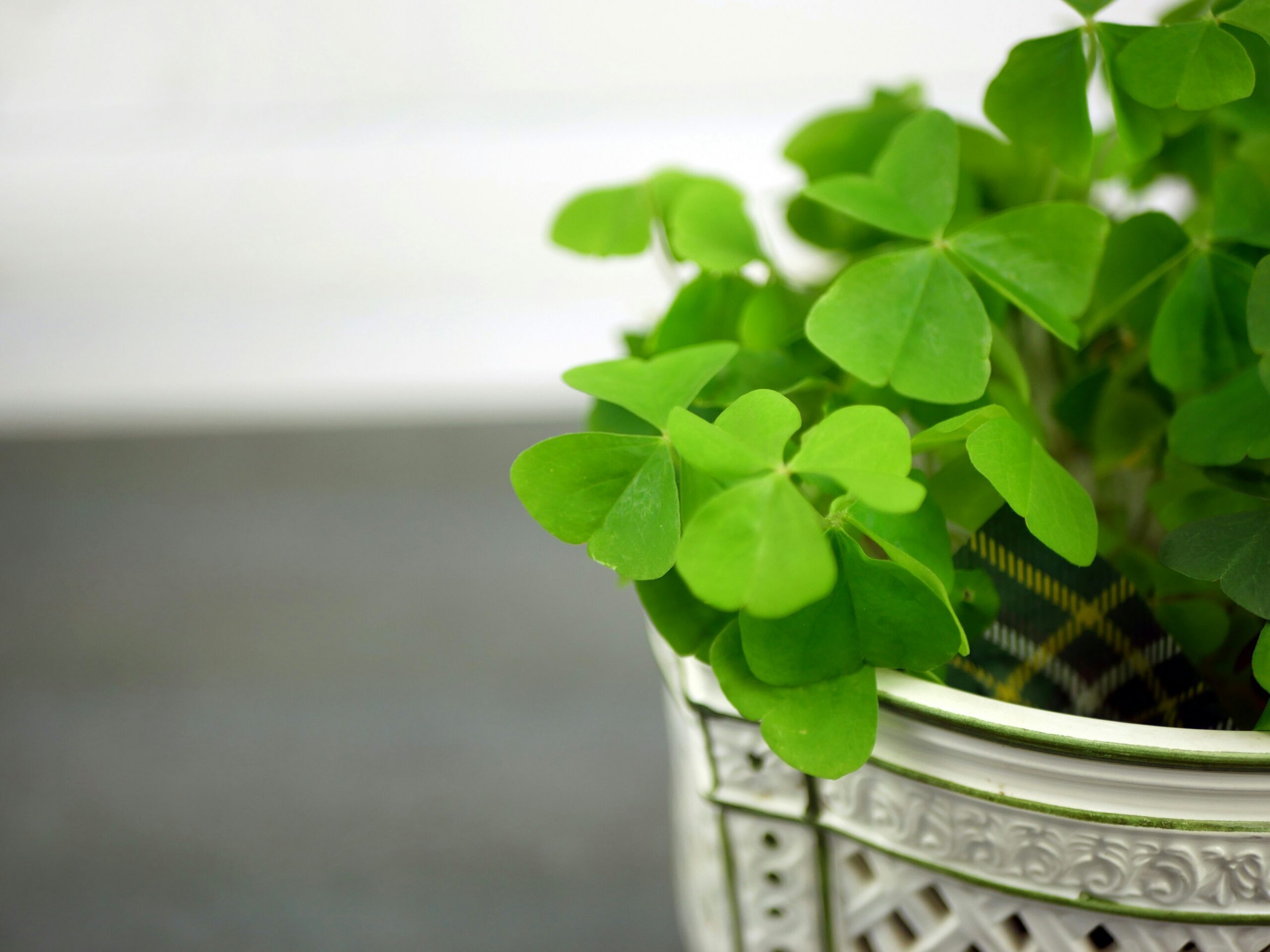 How to Host an Unforgettable St. Patrick’s Day Party